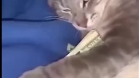 Curious Cats Take Over My Gaming Adventures!