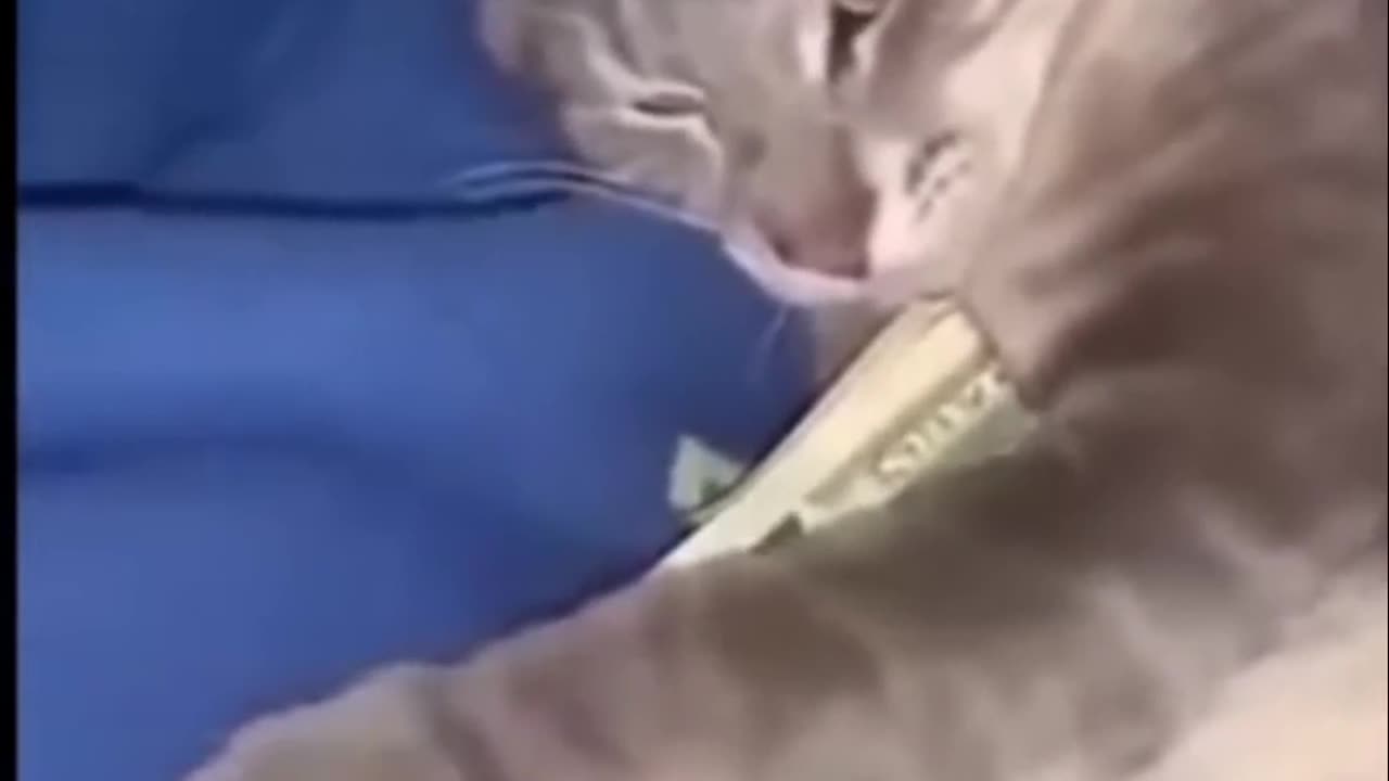 Curious Cats Take Over My Gaming Adventures!