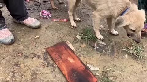 Watch how two dog 🐶 fights for one bone 🦴 // Mame won’t leave Mom.😆