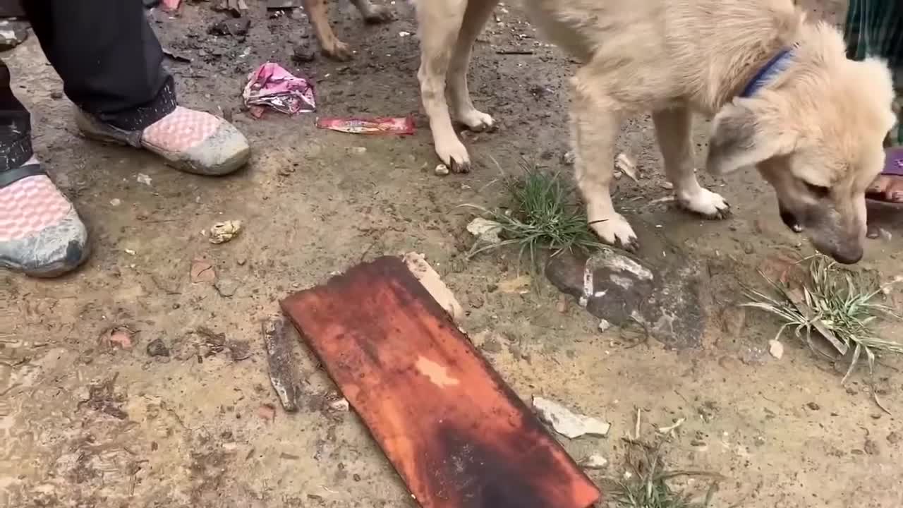 Watch how two dog 🐶 fights for one bone 🦴 // Mame won’t leave Mom.😆
