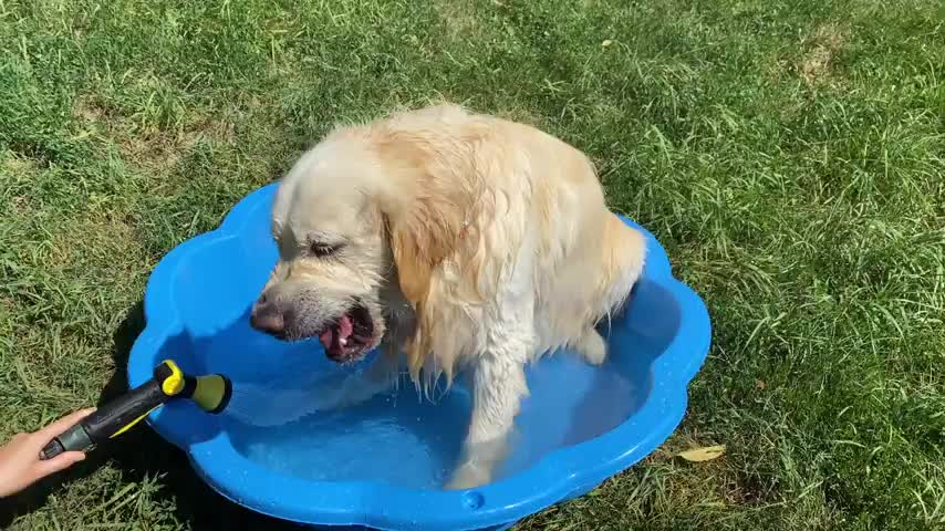 Golden Retriever takes a shower on a hot summer day