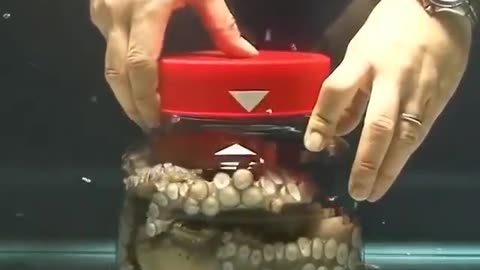 Smart Octopus Escapes...