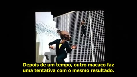 O Grande Ginocentrismo da Nossa Era Pt 2- Tradições, Harlow e o Cenário dos 5 Macacos - Barbarossa