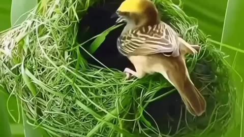 Male bird make a home