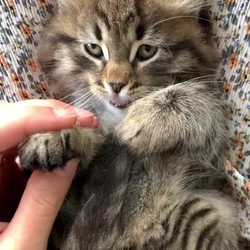 Cat video desi and interesting video