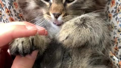 Cat video desi and interesting video