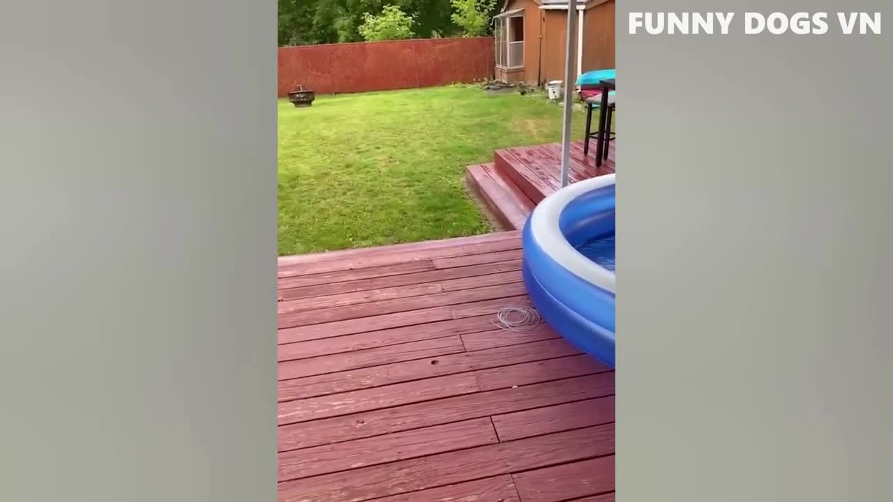 Funniest Animals Video - Funny Dogs And Cats - Try Not To Laugh Animals 2022