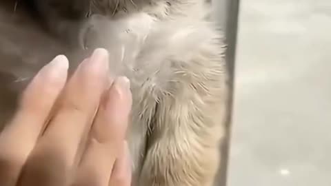 Funny animal video