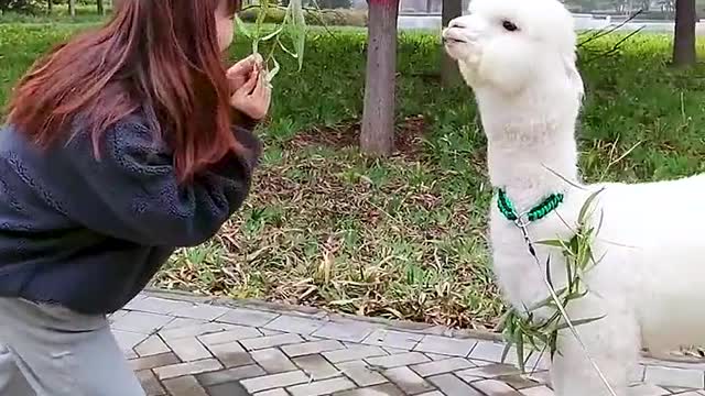 Alpaca that took first place in swimming