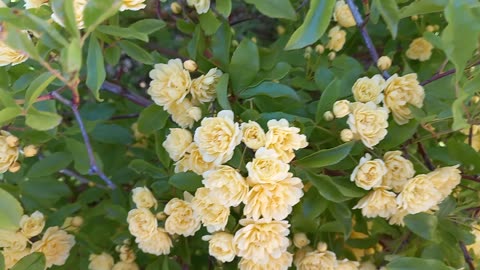 What do you know about gold waterfall flower?
