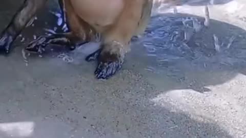Baby baboon crying during bath funny dubbing