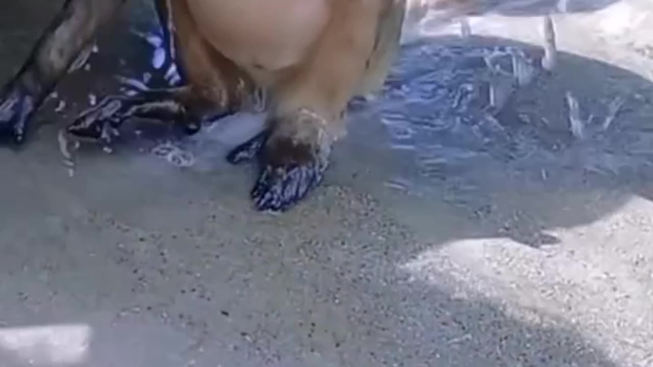 Baby baboon crying during bath funny dubbing