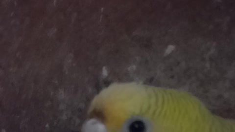 Budgie guarding Eggs