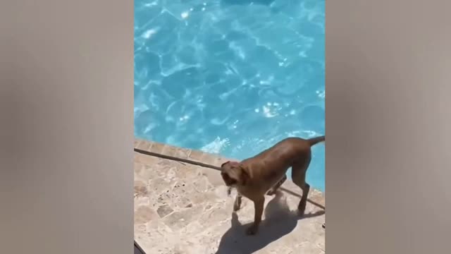 Try Not To Laugh Animals 2022