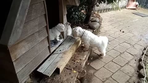 puppies in kennel