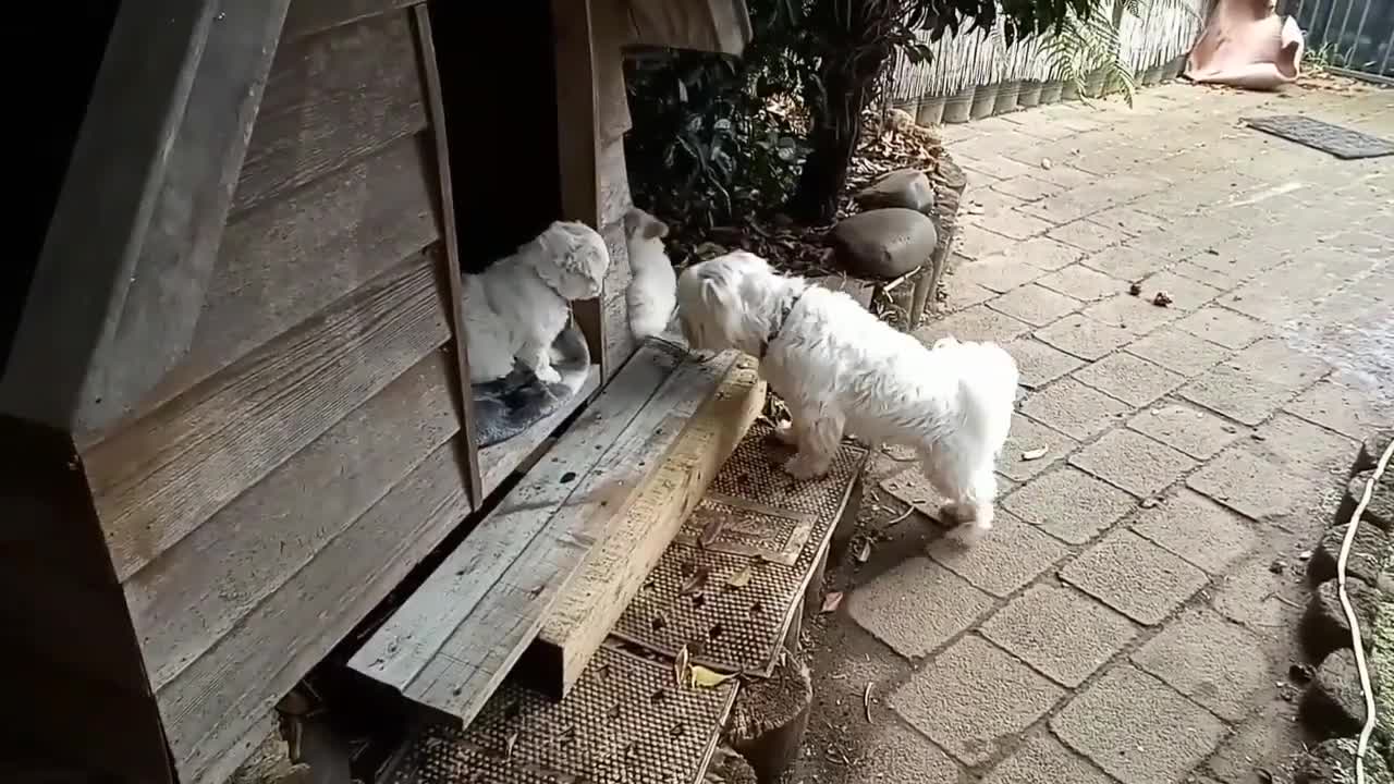 puppies in kennel