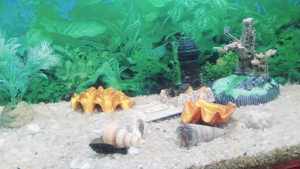 fish enjoy like sea