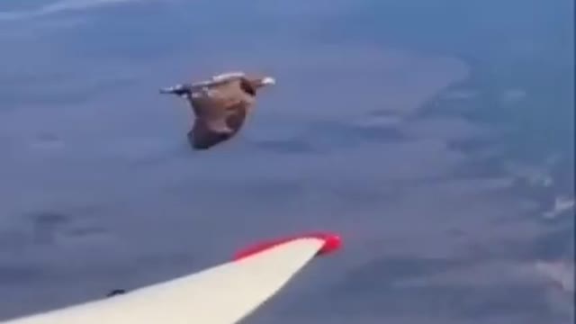 Golden Eagle attacking a plane mid flight