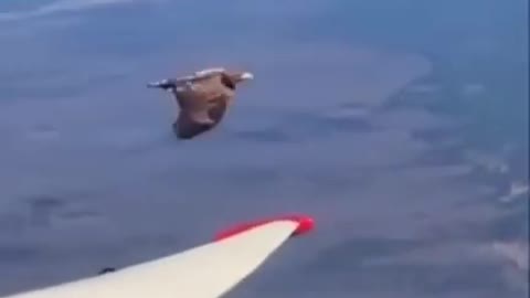 Golden Eagle attacking a plane mid flight