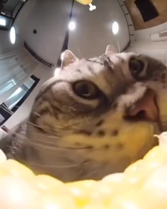 Cat Corn Cam still on 😂