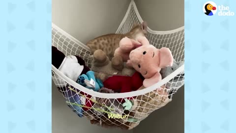 Cat Obsessed With Baby Brother Thinks He’s Also A Baby _ The Dodo Cat Crazy.