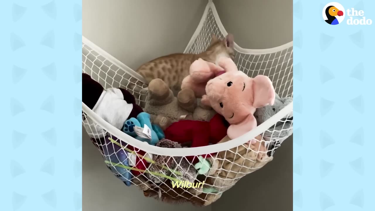 Cat Obsessed With Baby Brother Thinks He’s Also A Baby _ The Dodo Cat Crazy.