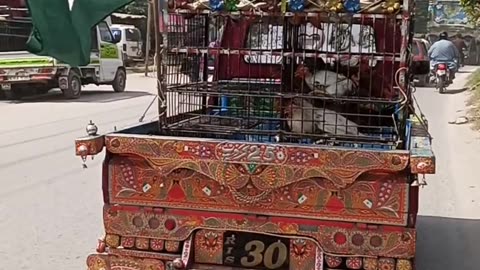 Funny ... hens celebrate independence day..https://youtube.com/@pakistanisairsapatee