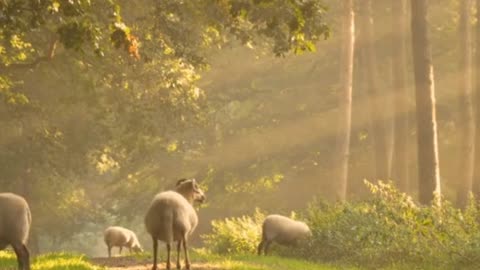 Thanksgiving to the sun, giving warmth and energy to billions of creatures on Earth