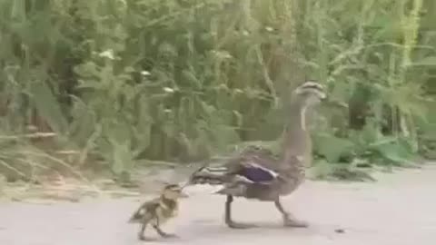 The police rescued the ducklings