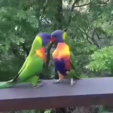 Mr. and Mrs Parrot what is going on here? LOL