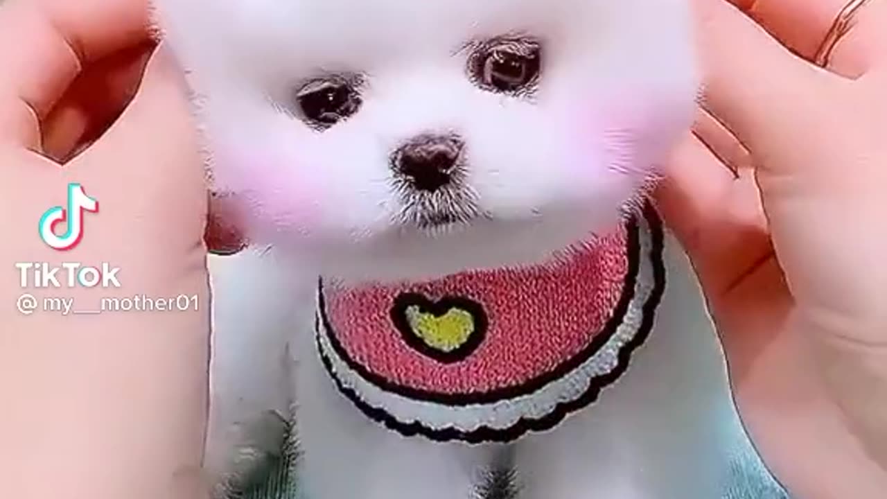 Funny small dog 😂😂😂