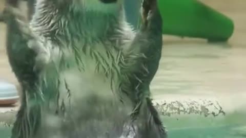 Cute Sea lion