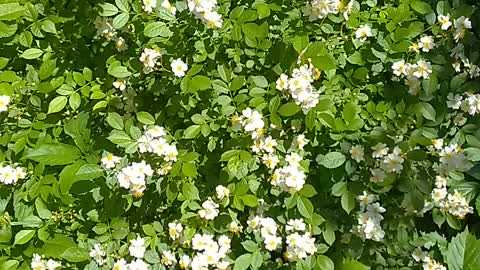 Wild Roses