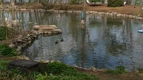 Deer video