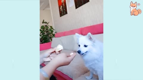 FUNNIEST DOGS OF TIKTOK