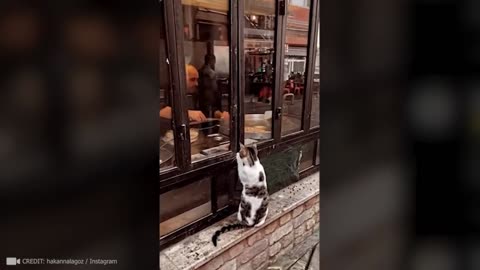 Animals That Asked People for Help & Kindness Caught On Camera
