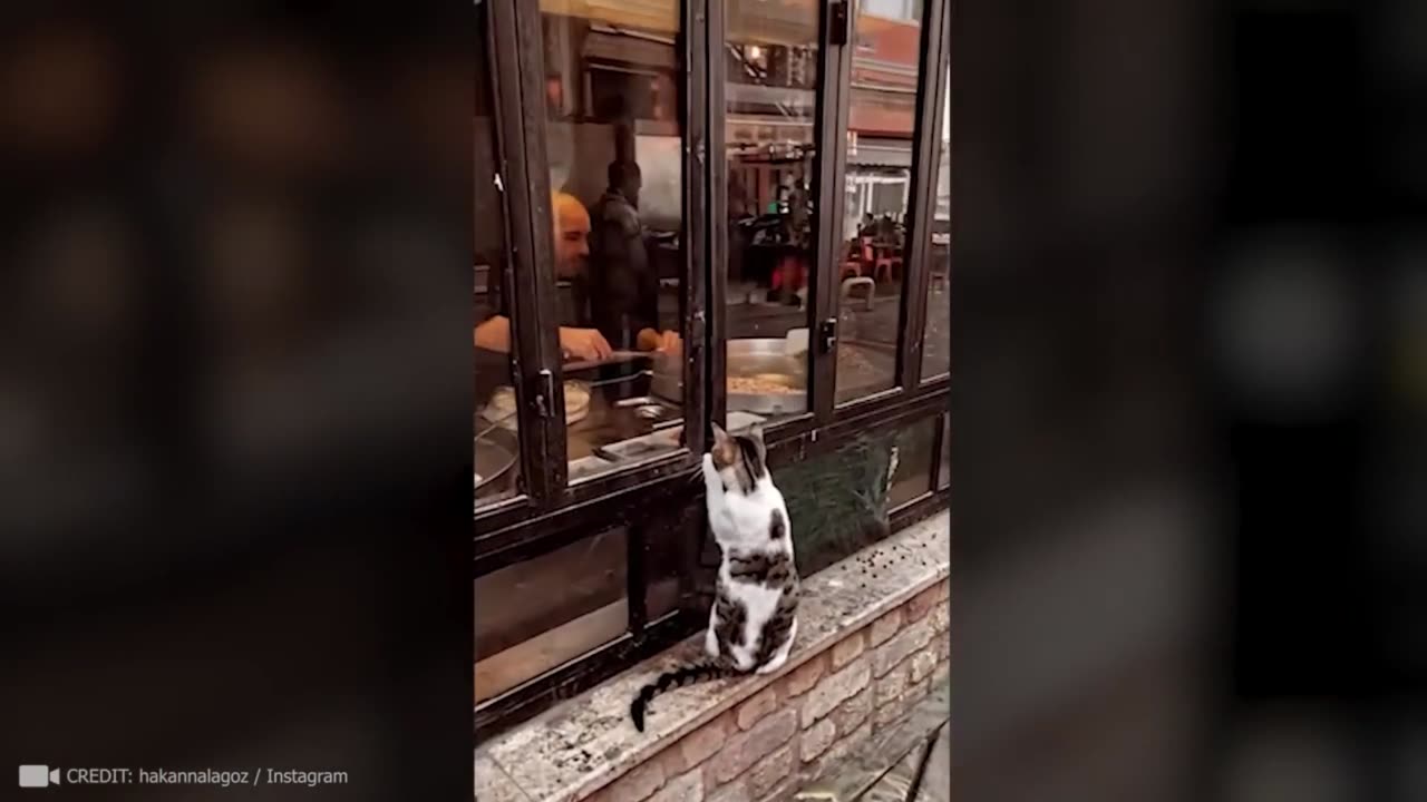 Animals That Asked People for Help & Kindness Caught On Camera