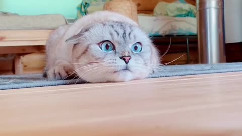Cat games🤗