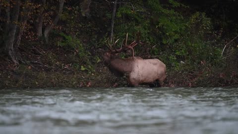 0:00 / 1:02 Elk Bugle Sound
