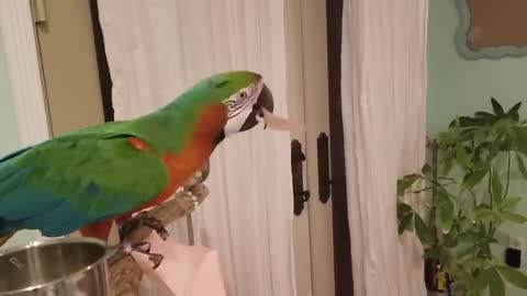 Funny Parrots Going Crazy - Cutest Parrots Compilation-11