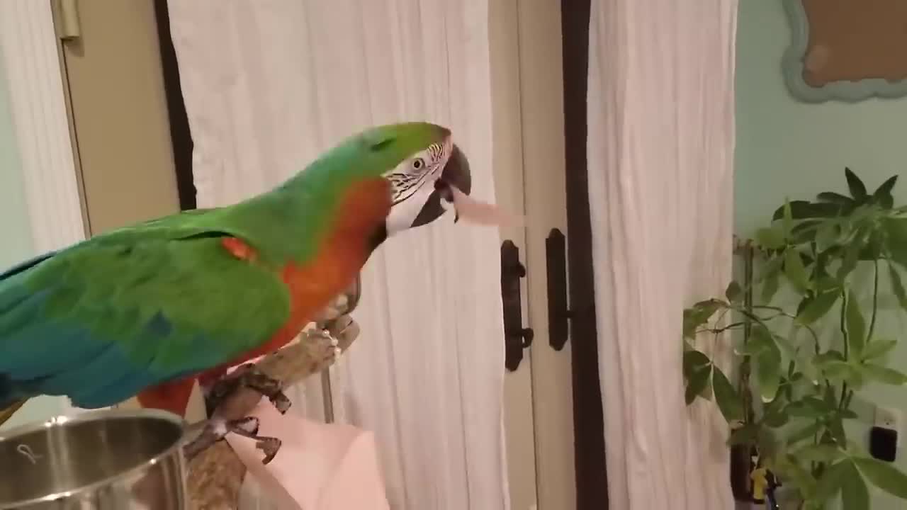 Funny Parrots Going Crazy - Cutest Parrots Compilation-11