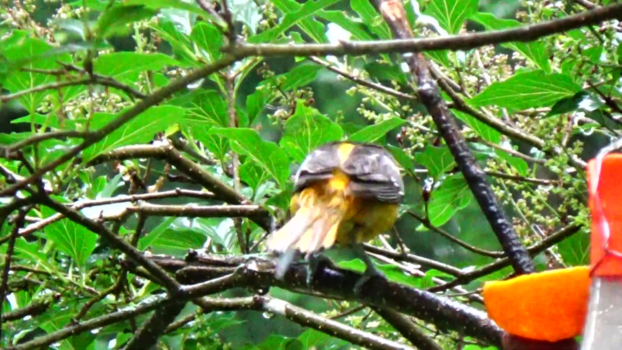 Oriole