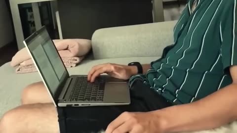 Funny cat