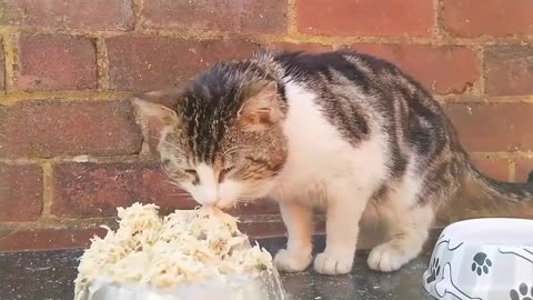 Hungry Stray Cat