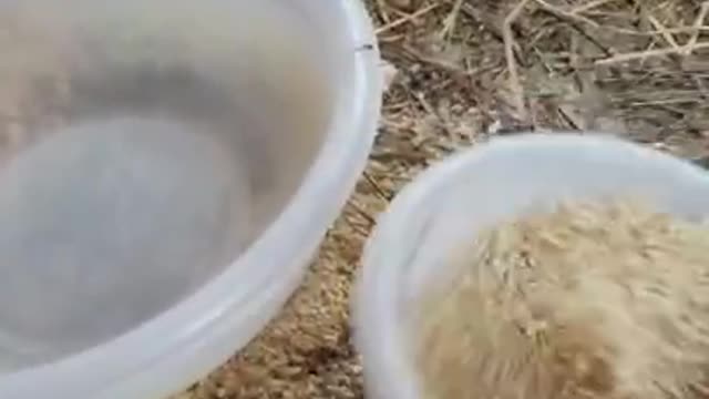 Amanda Grace talks..Caring for Jake, Daisy, and Jingles the Chicken During the March 2 Storm