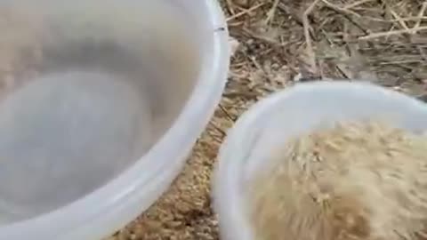 Amanda Grace talks..Caring for Jake, Daisy, and Jingles the Chicken During the March 2 Storm