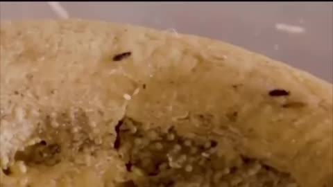 Most Dangerous Cheese In The World