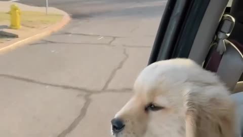 Cute Doggo