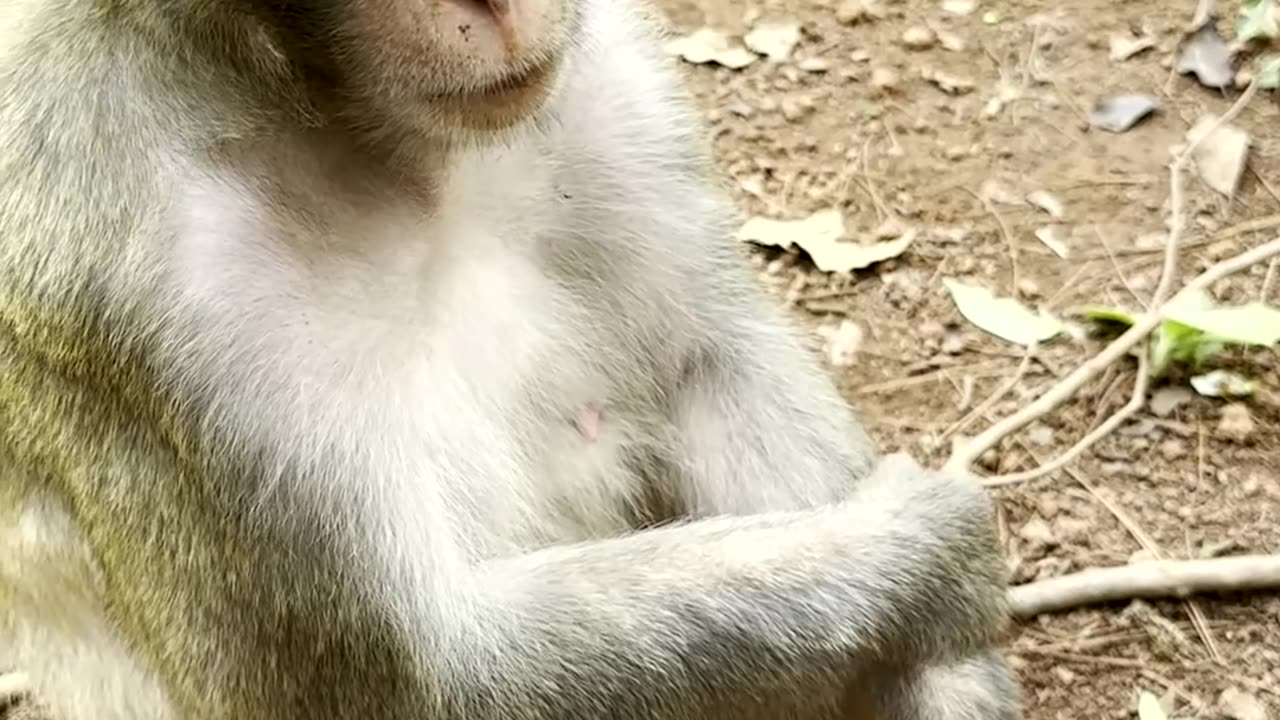 Monkey enjoys the feeling of full body massage