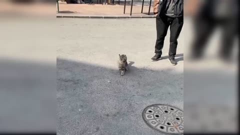 Cute and Funny Cat Videos Compilation
